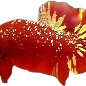 Red Gold Galaxy RGG HMPK_M005 (Male)