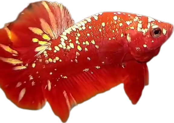 Red Gold Galaxy RGG HMPK_M006 (Male) - Image 8