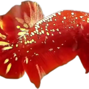 Red Gold Galaxy RGG HMPK_M006 (Male)