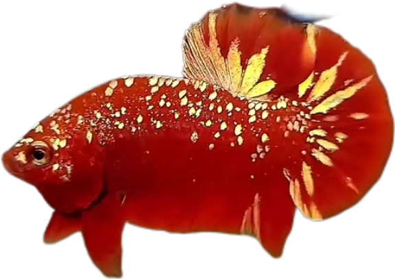 Red Gold Galaxy RGG HMPK_M006 (Male) - Image 7