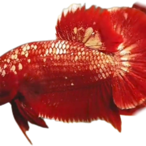 Red Gold Galaxy RGG HMPK_M007 (Male)