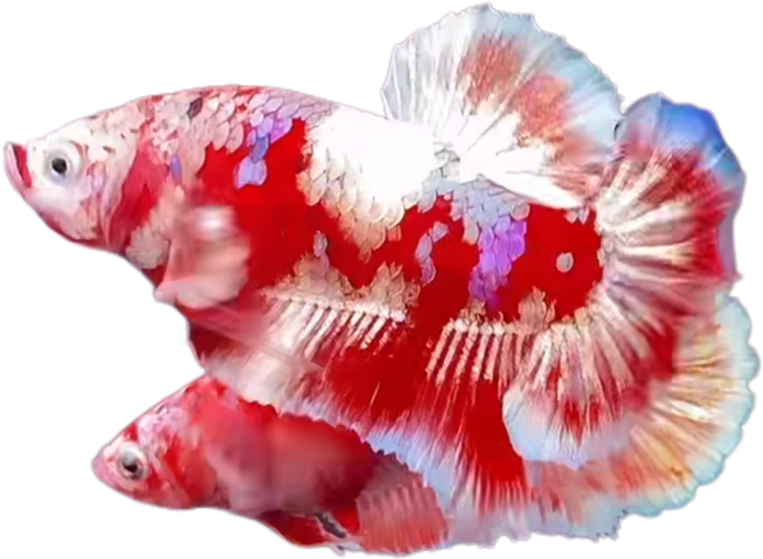 Premium Red Barongsai Galaxy HMPK_P001 (Pair) - Image 2