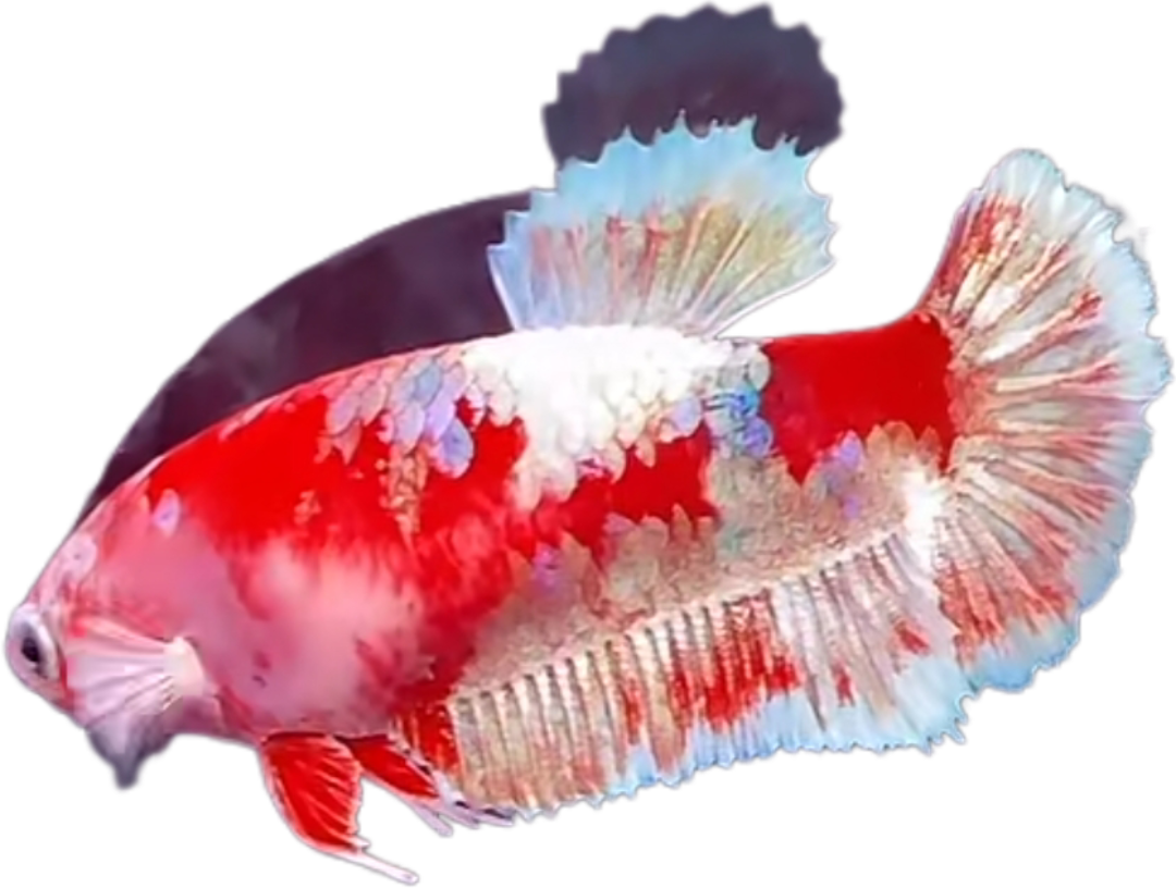 Premium Red Barongsai Galaxy HMPK_P001 (Pair) - Image 6