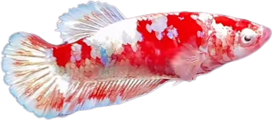 Premium Red Barongsai Galaxy HMPK_P001 (Pair) - Image 5