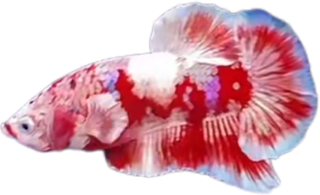 Premium Red Barongsai Galaxy HMPK_P001 (Pair) - Image 4