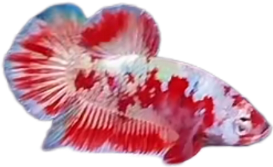 Premium Red Barongsai Galaxy HMPK_P001 (Pair) - Image 3