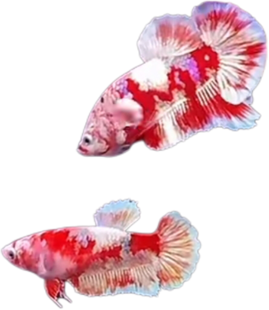 Premium Red Barongsai Galaxy HMPK_P001 (Pair)