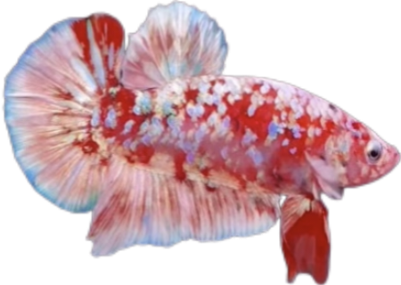 Premium Red Barongsai Galaxy HMPK_M008 (Male)