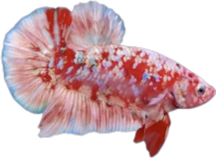 Premium Red Barongsai Galaxy HMPK_M008 (Male) - Image 5