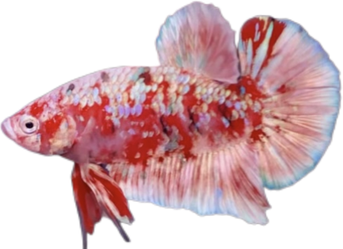 Premium Red Barongsai Galaxy HMPK_M008 (Male) - Image 4