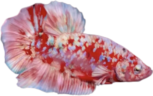 Premium Red Barongsai Galaxy HMPK_M008 (Male) - Image 3