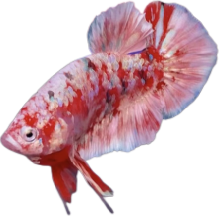 Premium Red Barongsai Galaxy HMPK_M008 (Male) - Image 2