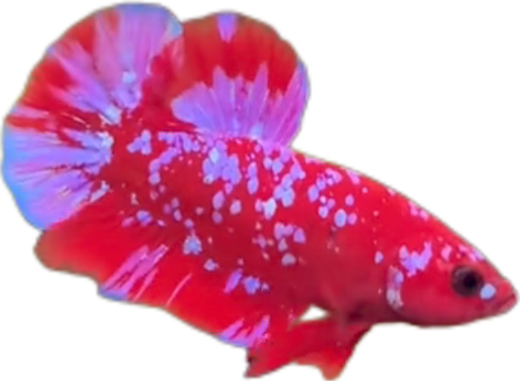 Premium Red Purple Galaxy RPG HMPK_M009 (Male) - Image 7