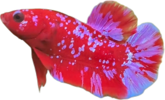 Premium Red Purple Galaxy RPG HMPK_M009 (Male) - Image 5