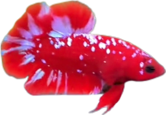 Red Purple Galaxy RPG HMPK_M010 (Male) - Image 5