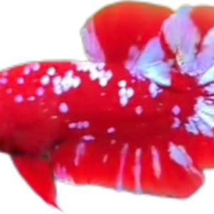 Red Purple Galaxy RPG HMPK_M010 (Male)