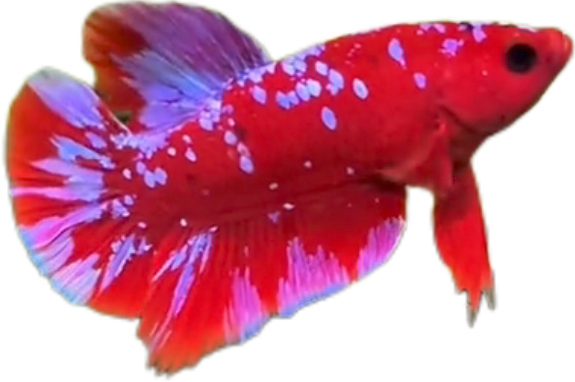 Red Purple Galaxy RPG HMPK_M011 (Male) - Image 6