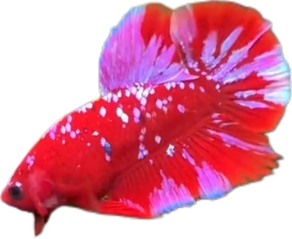 Red Purple Galaxy RPG HMPK_M011 (Male) - Image 3