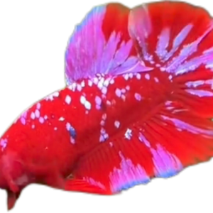 Red Purple Galaxy RPG HMPK_M011 (Male)