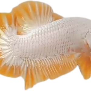 Yellow Dragon Snow YDS HMPK_M012 (Male)