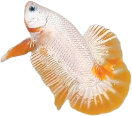 Yellow Dragon Snow YDS HMPK_M012 (Male) - Image 3