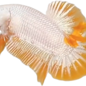 Yellow Dragon Snow YDS HMPK_M013 (Male)