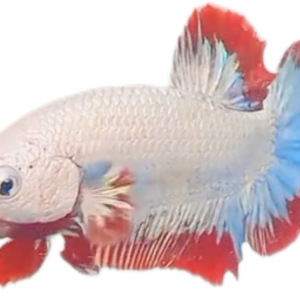 Red Dragon Snow RDS HMPK_M015 (Male)