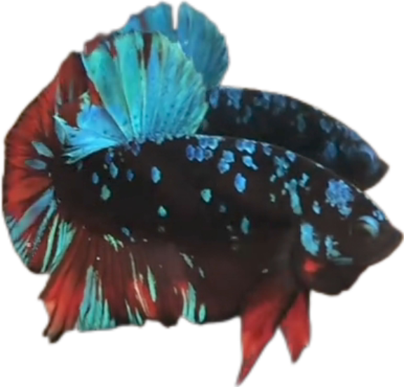 Avatar Gordon Blue Red HMPK_M017 (Male) - Image 2