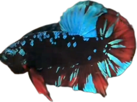 Avatar Gordon Blue Red HMPK_M017 (Male) - Image 6