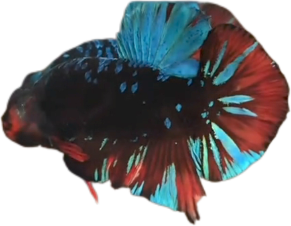 Avatar Gordon Blue Red HMPK_M017 (Male) - Image 5