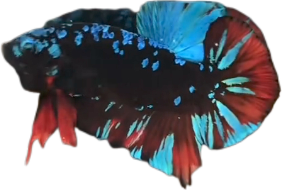 Avatar Gordon Blue Red HMPK_M017 (Male) - Image 4