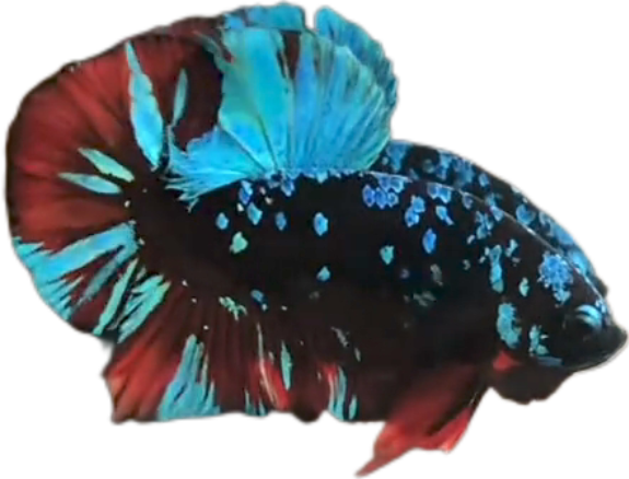 Avatar Gordon Blue Red HMPK_M017 (Male)