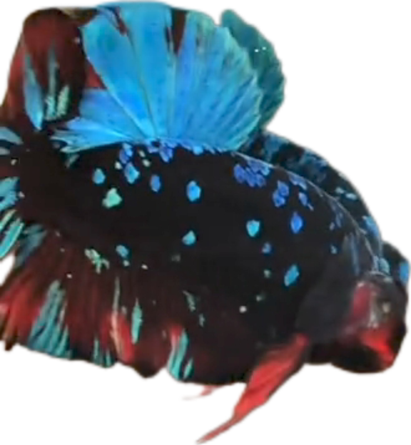 Avatar Gordon Blue Red HMPK_M017 (Male) - Image 3