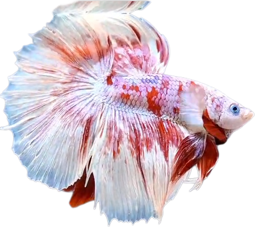 Red Barongsai Purple Galaxy Halfmoon Betta_HM001 (Male) - Image 8