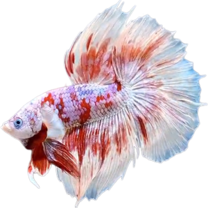 Red Barongsai Purple Galaxy Halfmoon Betta_HM001 (Male)