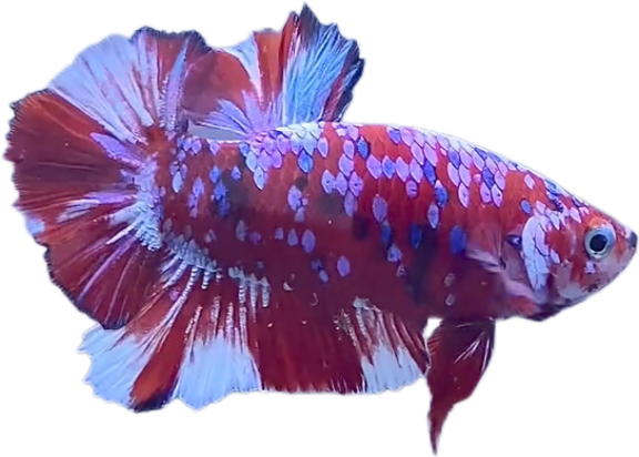 Red Barongsai Galaxy HMPK_M019 (Male) - Image 3