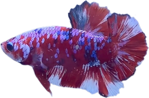 Red Barongsai Galaxy HMPK_M019 (Male) - Image 2