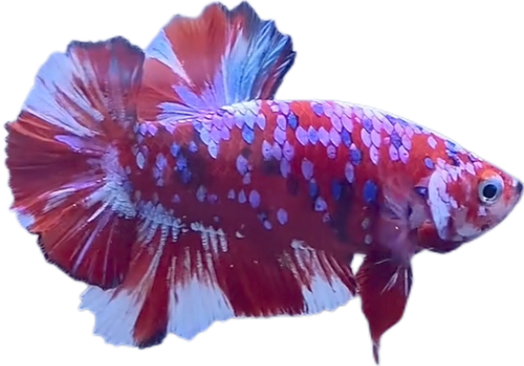 Red Barongsai Galaxy HMPK_M019 (Male)