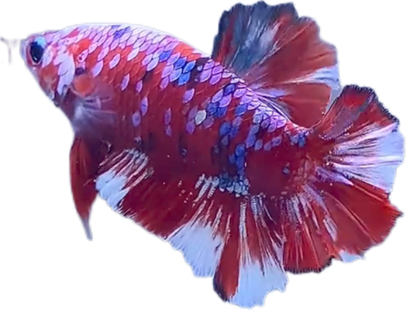 Red Barongsai Galaxy HMPK_M019 (Male) - Image 4