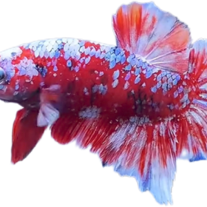 Red Barongsai Galaxy HMPK_M020 (Male)