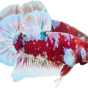 Red Barongsai Galaxy HMPK_M021 (Male)