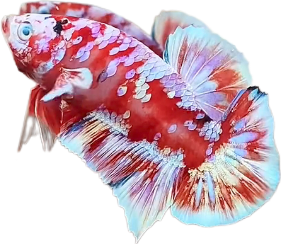 Red Barongsai Galaxy HMPK_M022 (Male) - Image 6