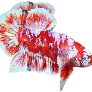 Red Barongsai Galaxy HMPK_M022 (Male)