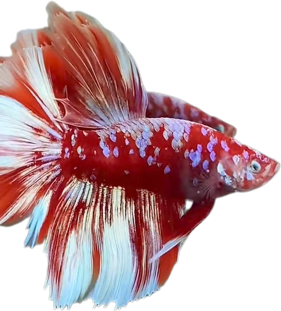 Red Barongsai Purple Galaxy Halfmoon Betta_HM002 (Male) - Image 2