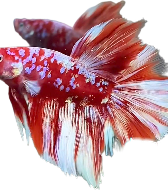 Red Barongsai Purple Galaxy Halfmoon Betta_HM002 (Male) - Image 5
