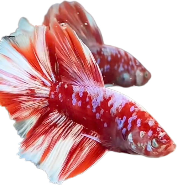 Red Barongsai Purple Galaxy Halfmoon Betta_HM002 (Male) - Image 4