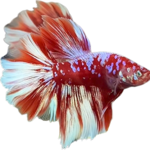 Red Barongsai Purple Galaxy Halfmoon Betta_HM002 (Male)