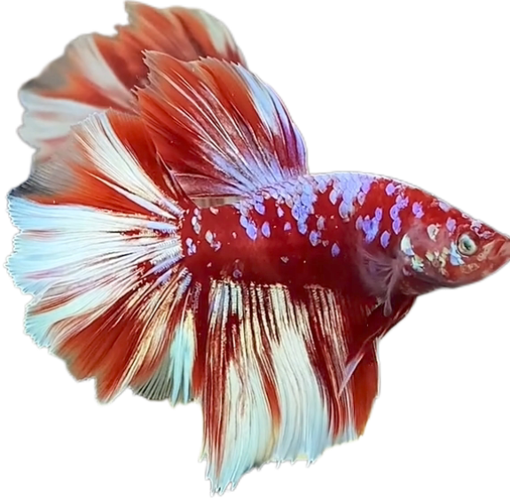 Red Barongsai Purple Galaxy Halfmoon Betta_HM002 (Male)