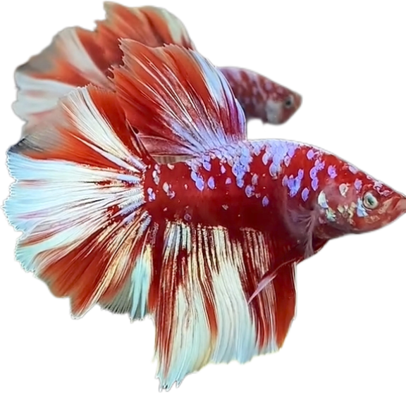 Red Barongsai Purple Galaxy Halfmoon Betta_HM002 (Male) - Image 3