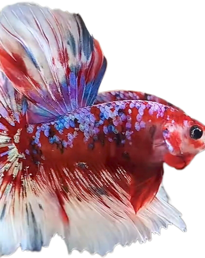 Red Barongsai Galaxy Halfmoon Betta_HM003 (Male) - Image 2